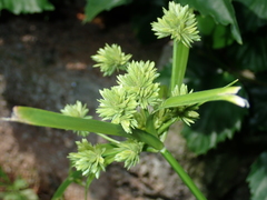 Cyperus eragrostis image