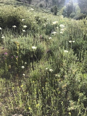 Perideridia bolanderi