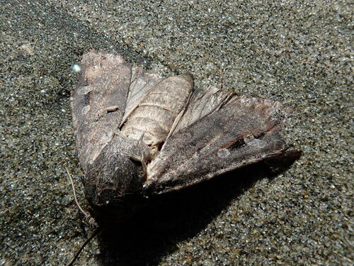Bogong moth