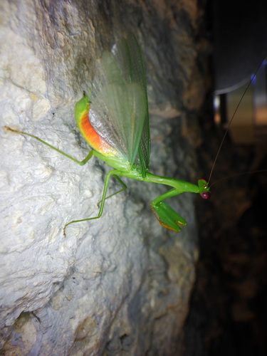 Stagmomantis fraterna