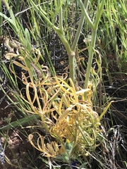 Perideridia bolanderi