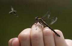 Ophiogomphus anomalus