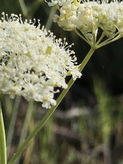Perideridia bolanderi