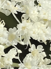 Perideridia bolanderi