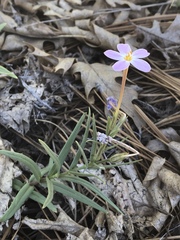 Phlox dolichantha