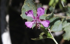 Clarkia rhomboidea