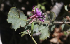 Clarkia rhomboidea