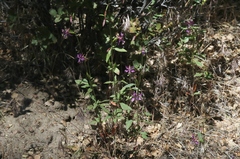 Clarkia rhomboidea
