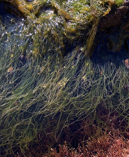 Chaetomorpha aerea observed 2024-09-21