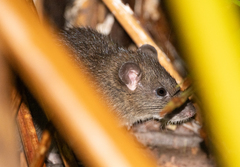 Mentawai Archipelago Rat photo 2