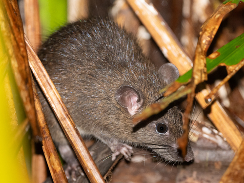 Mentawai Archipelago Rat (Rattus lugens) — Vulnerable Mammalia