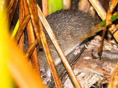 Mentawai Archipelago Rat photo 3