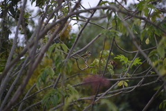 Chlorospingus flavopectus