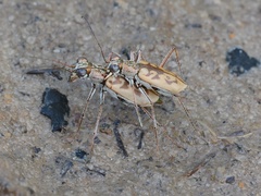 Ellipsoptera blanda