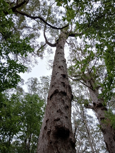Image of Eucalyptus jacksonii by (c) naturewatchwidow, some rights reserved (CC BY)