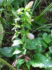 Campanula punctata