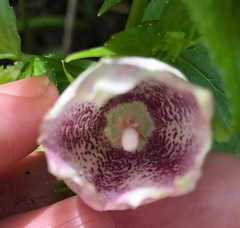 Campanula punctata