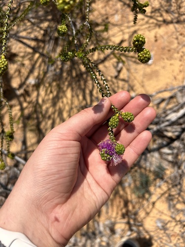 Melaleuca porphyrocephala, 2024-09-21