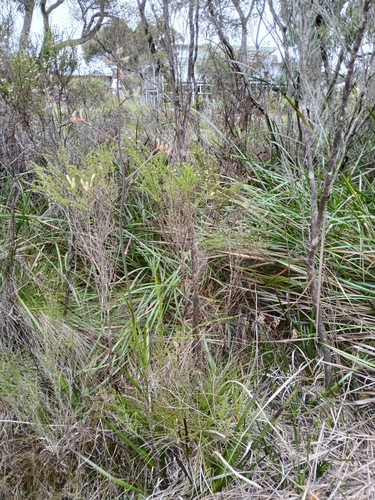 Anigozanthos flavidus