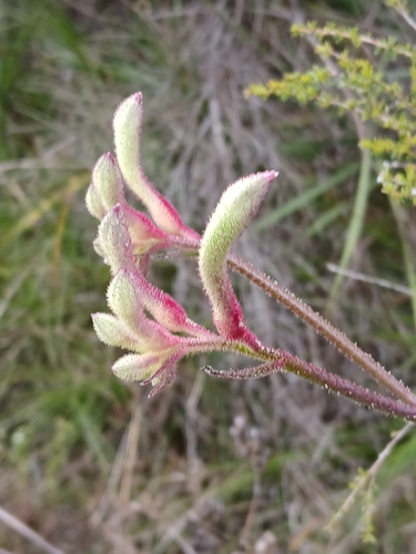 Anigozanthos flavidus