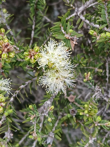 Image of Melaleuca cuticularis by (c) naturewatchwidow, some rights reserved (CC BY)