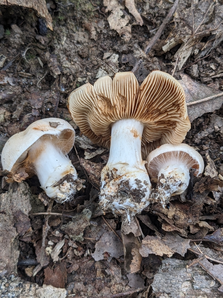 Cortinarius sp. 'MO05'