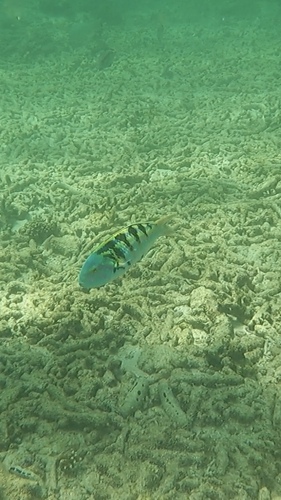 Sixbar Wrasse