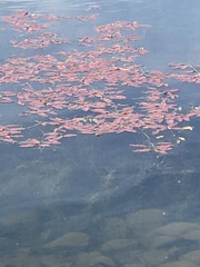 Potamogeton natans