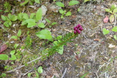 Phyllodoce empetriformis