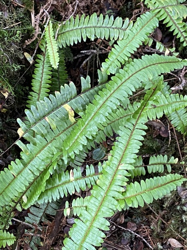 Nephrolepis cordifolia observed 2024-09-10