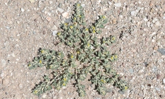 Acmispon brachycarpus