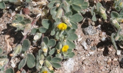 Acmispon brachycarpus