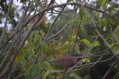 Chlorospingus flavopectus