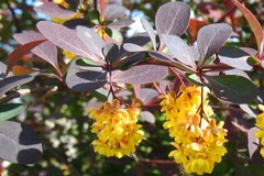 Berberis × ottawensis
