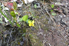 Viola rotundifolia