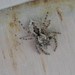 Araña Saltarina Parda - Photo (c) dmc_oceaninvertebrates, algunos derechos reservados (CC BY-NC-SA), uploaded by dmc_oceaninvertebrates
