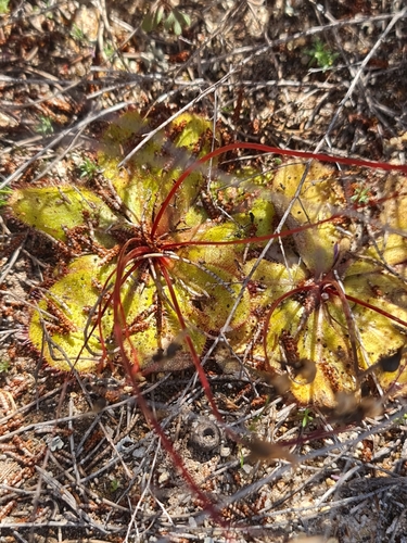 Drosera macrophylla