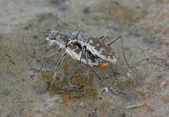 Ellipsoptera marginata