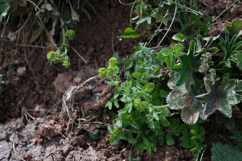 Alchemilla japonica iNat (2)