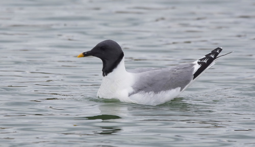 Sabine’s Gull｜叉尾鸥 / 萨宾鸥 参考照片