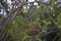Chlorospingus flavopectus