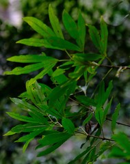 Platylophus trifoliatus
