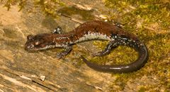 Plethodon ouachitae