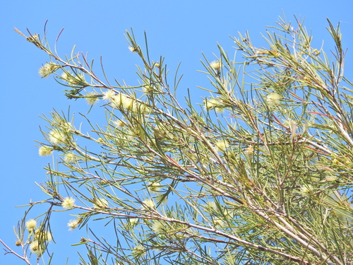 Image of Melaleuca nodosa by (c) Scott W. Gavins, some rights reserved (CC BY)