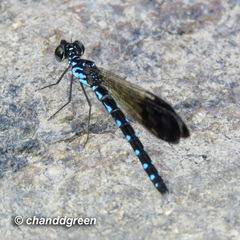 Heliocypha perforata