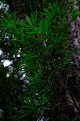 Platylophus trifoliatus