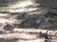 Urocitellus beldingi