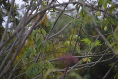 Chlorospingus flavopectus