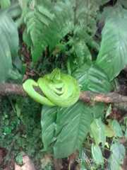 Bothriechis thalassinus