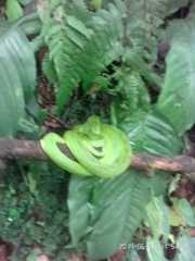 Bothriechis thalassinus